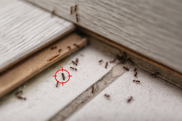 Best Pest Inspection Near Me  in Warner, OK
