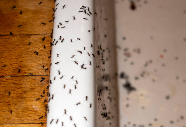 Best Affordable Pest Control Services  in Warner, OK